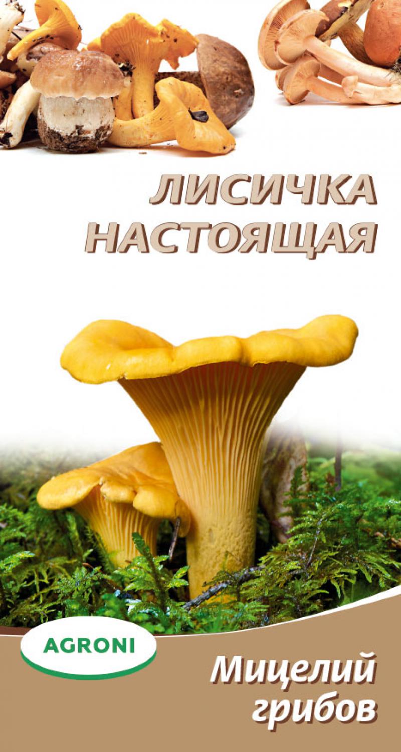 Мицелий грибов Лисичка настоящая 3742