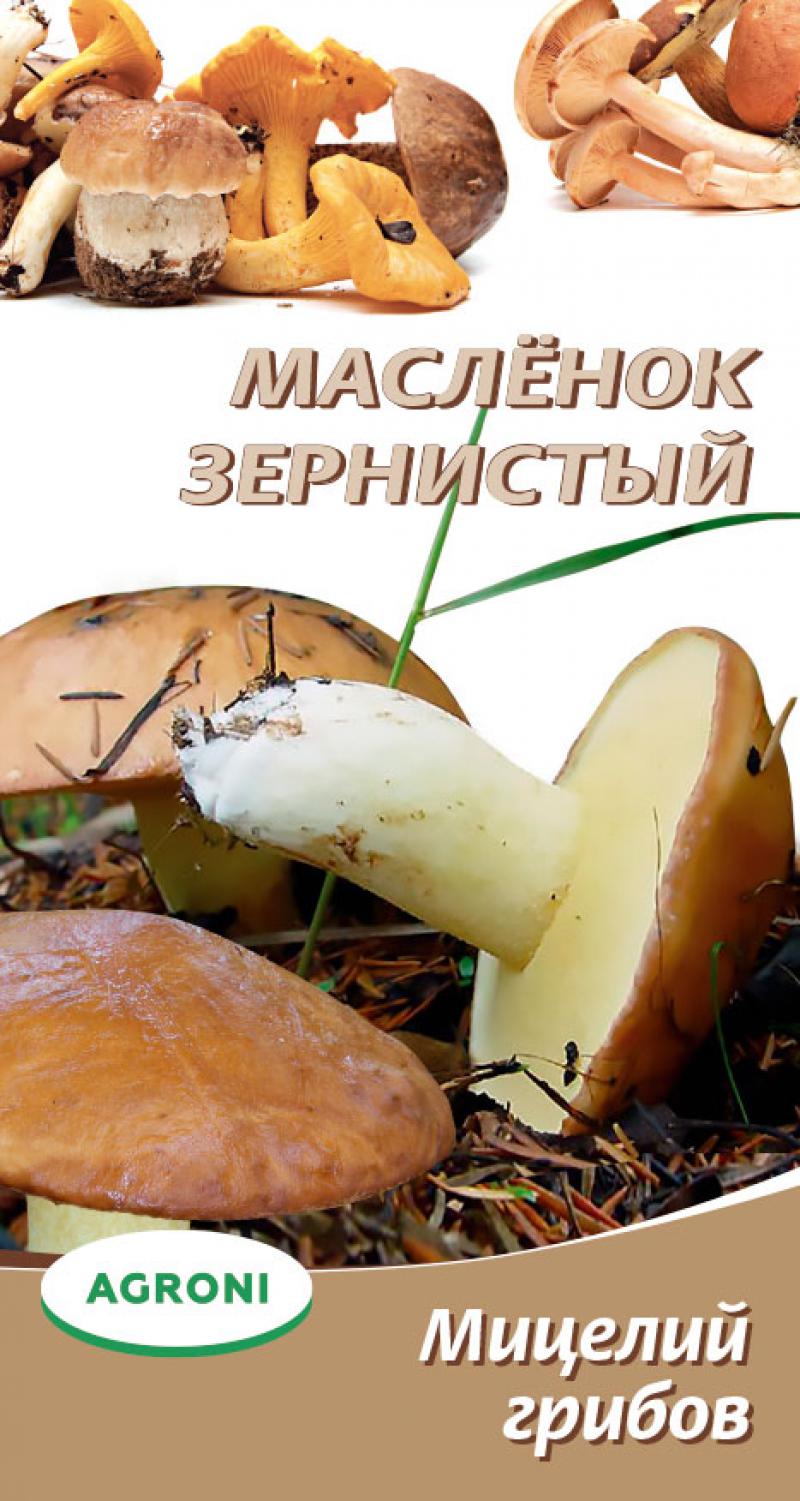 Мицелий грибов Маслёнок зернистый 3759