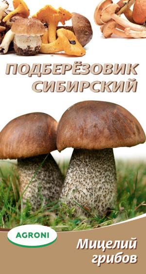 Мицелий грибов Подберёзовик сибирский 3766